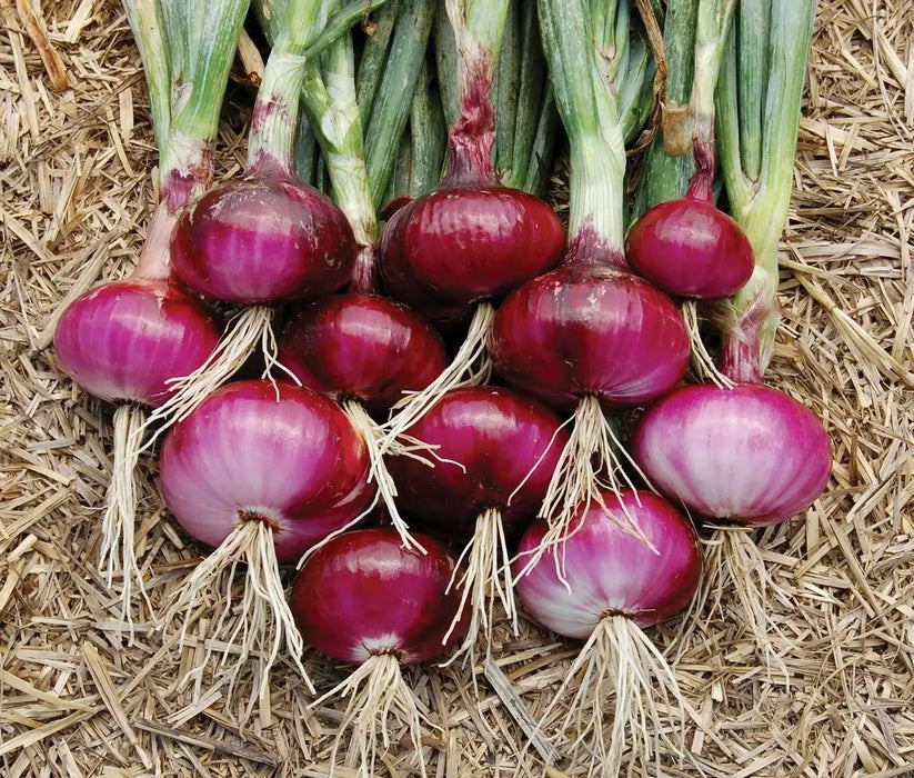 ONION SETS RED (bulbs) Garden Vegetable - Caribbean garden seed
