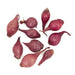 ONION SETS RED (bulbs) Garden Vegetable - Caribbean garden seed