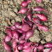 ONION SETS RED (bulbs) Garden Vegetable - Caribbean garden seed