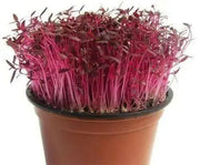 Organic Amaranth Sprouting Seeds,gluten-free and a source of complete protein - Caribbean garden seed