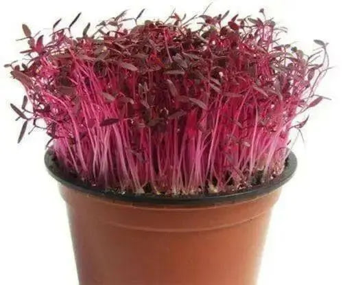 Organic Amaranth Sprouting Seeds,gluten-free and a source of complete protein - Caribbean garden seed