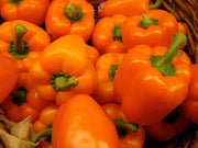 Orange Cal Wonder Bell pepper Seeds,Capsicum annuum-Sweet Pepper - Caribbean garden seed