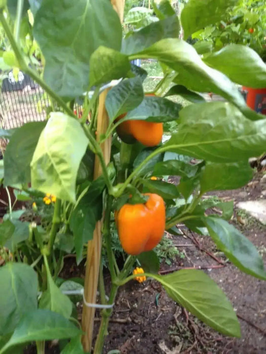 Orange Cal Wonder Bell pepper Seeds,Capsicum annuum-Sweet Pepper - Caribbean garden seed