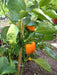 Orange Cal Wonder Bell pepper Seeds,Capsicum annuum-Sweet Pepper - Caribbean garden seed