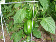 Orange Cal Wonder Bell pepper Seeds,Capsicum annuum-Sweet Pepper - Caribbean garden seed