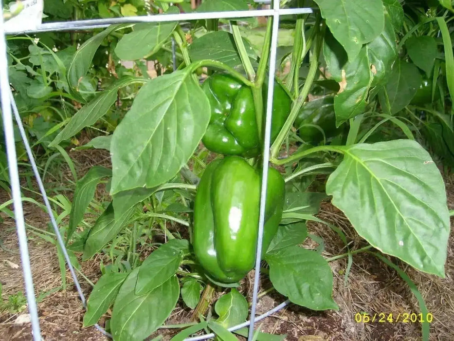 Orange Cal Wonder Bell pepper Seeds,Capsicum annuum-Sweet Pepper - Caribbean garden seed