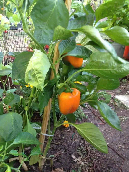 Orange Cal Wonder Bell pepper Seeds,Capsicum annuum-Sweet Pepper - Caribbean garden seed