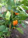 Orange Cal Wonder Bell pepper Seeds,Capsicum annuum-Sweet Pepper - Caribbean garden seed