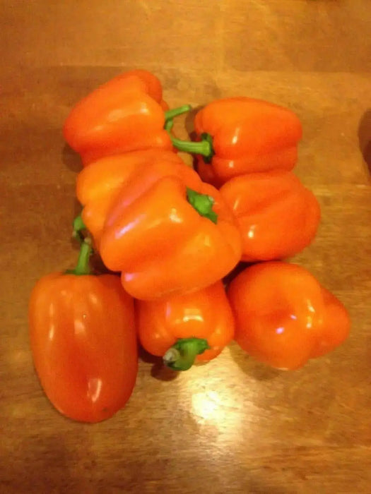 Orange Cal Wonder Bell pepper Seeds,Capsicum annuum-Sweet Pepper - Caribbean garden seed