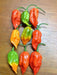 ORANGE Ghost pepper SEEDS, VERY HOT ,capsicum chinese - Caribbean garden seed