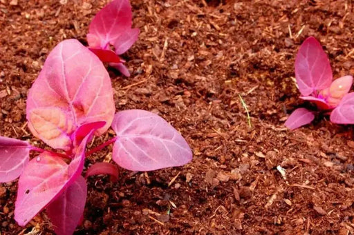 Orach Spinach "Magenta Magic" - Caribbean garden seed