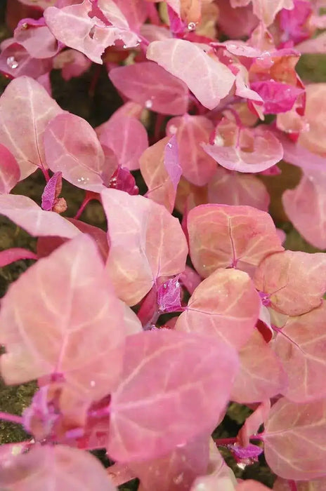Orach Spinach "Magenta Magic" - Caribbean garden seed