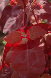 Orach Spinach "Magenta Magic" - Caribbean garden seed