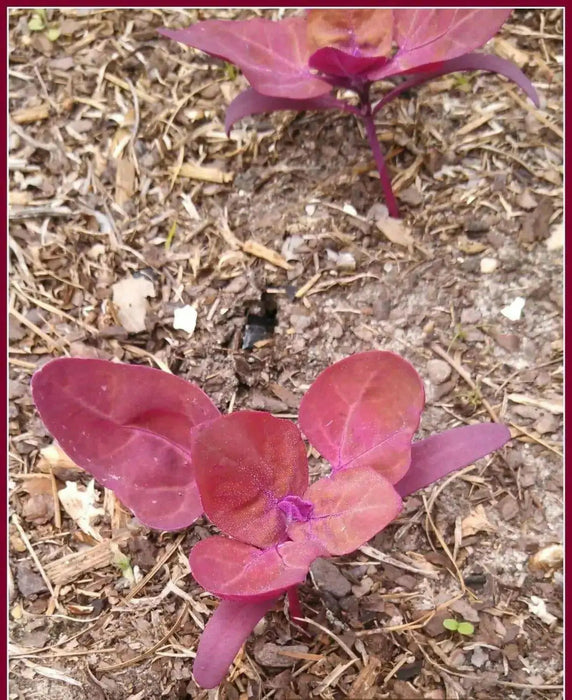 Orach Spinach "Magenta Magic" - Caribbean garden seed