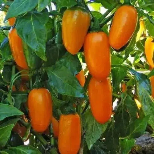 ORANGE jalapeno ,Pepper Seed, Capsicum annuum, MILD - Caribbean garden seed
