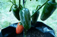ORANGE jalapeno ,Pepper Seed, Capsicum annuum, MILD - Caribbean garden seed