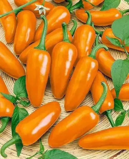 ORANGE jalapeno ,Pepper Seed, Capsicum annuum, MILD - Caribbean garden seed