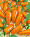ORANGE jalapeno ,Pepper Seed, Capsicum annuum, MILD - Caribbean garden seed