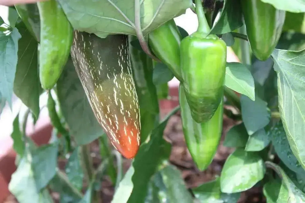 ORANGE jalapeno ,Pepper Seed, Capsicum annuum, MILD - Caribbean garden seed