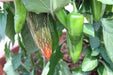 ORANGE jalapeno ,Pepper Seed, Capsicum annuum, MILD - Caribbean garden seed