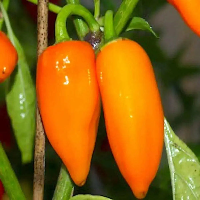 ORANGE jalapeno ,Pepper Seed, Capsicum annuum, MILD - Caribbean garden seed