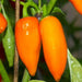 ORANGE jalapeno ,Pepper Seed, Capsicum annuum, MILD - Caribbean garden seed