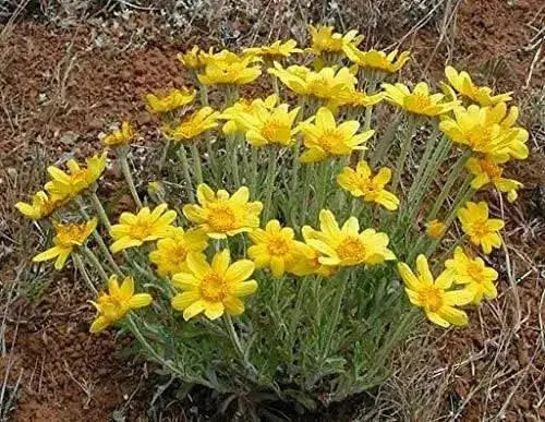 Oregon Sunshine -Eriophyllum lanatum, PERENNIAL,FLOWERS SEED - Caribbean garden seed