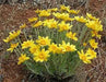 Oregon Sunshine -Eriophyllum lanatum, PERENNIAL,FLOWERS SEED - Caribbean garden seed