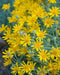 Oregon Sunshine -Eriophyllum lanatum, PERENNIAL,FLOWERS SEED - Caribbean garden seed