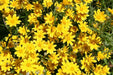 Oregon Sunshine -Eriophyllum lanatum, PERENNIAL,FLOWERS SEED - Caribbean garden seed