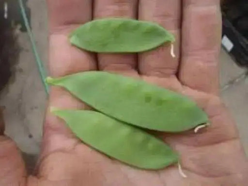 Oregon Giant Snow PEA - Caribbean garden seed