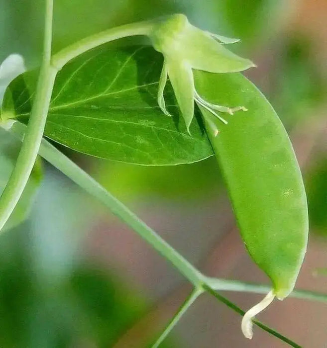 Oregon Giant Snow PEA - Caribbean garden seed