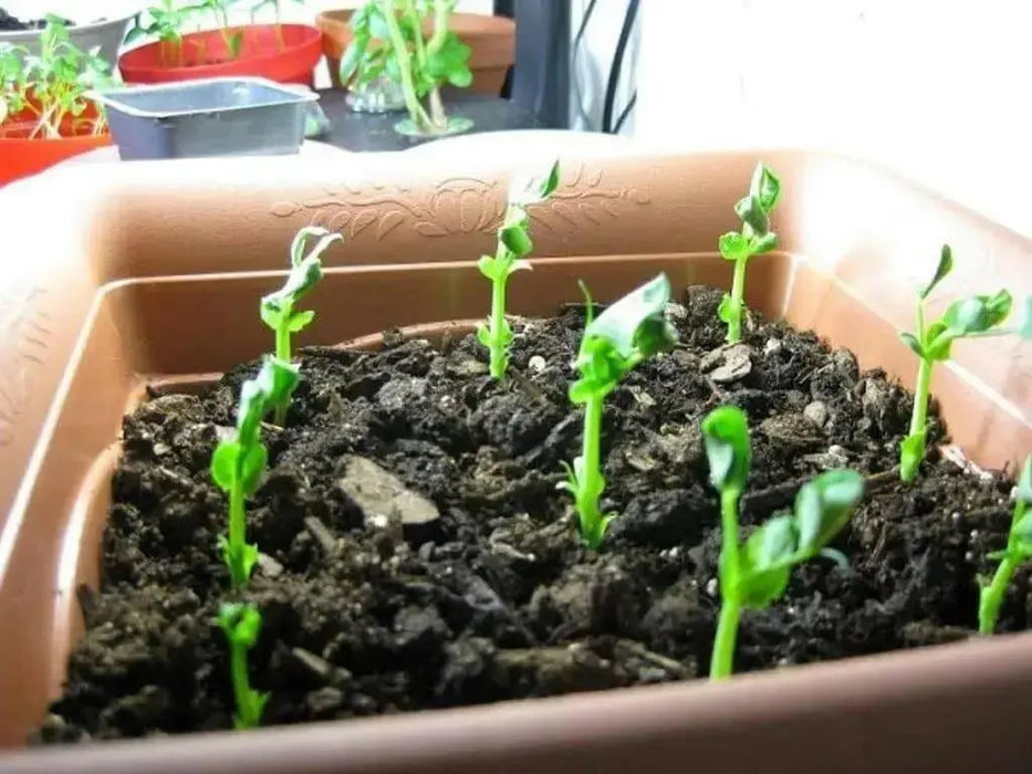 Oregon Giant Snow PEA - Caribbean garden seed