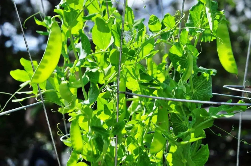 Oregon Giant Snow PEA - Caribbean garden seed