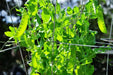 Oregon Giant Snow PEA - Caribbean garden seed