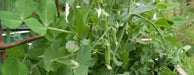 Oregon Giant Snow PEA - Caribbean garden seed