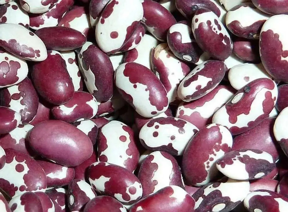 Organic Bean Seed, Anasazi Cave beans ( Phaseolus vulgaris) Dry, Shelling, Heirloom Bean ! - Caribbean garden seed