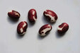 Organic Bean Seed, Anasazi Cave beans ( Phaseolus vulgaris) Dry, Shelling, Heirloom Bean ! - Caribbean garden seed