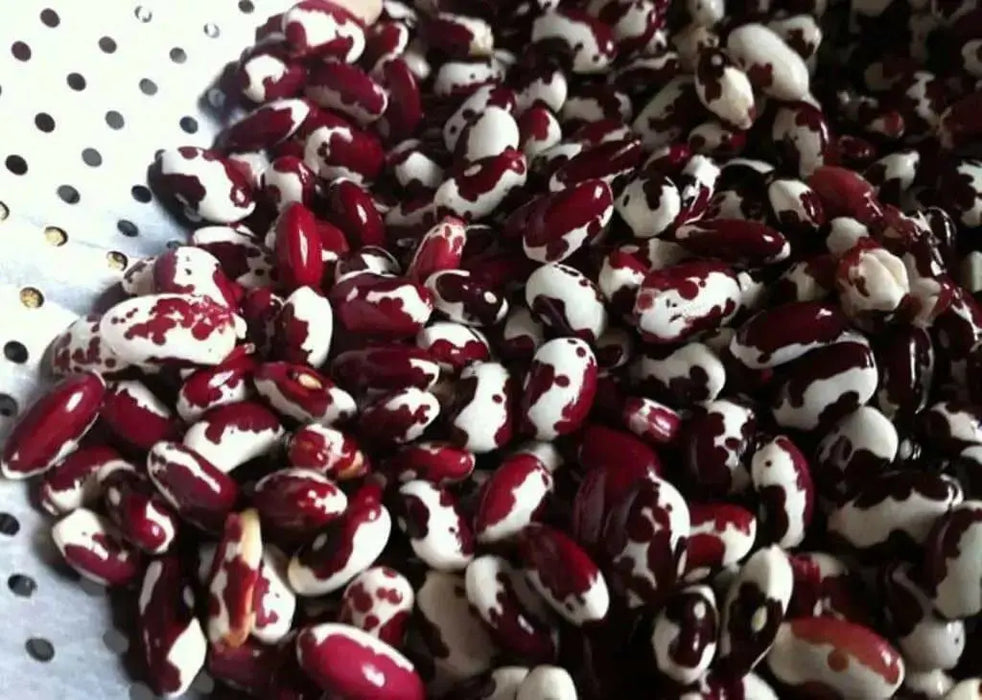Organic Bean Seed, Anasazi Cave beans ( Phaseolus vulgaris) Dry, Shelling, Heirloom Bean ! - Caribbean garden seed