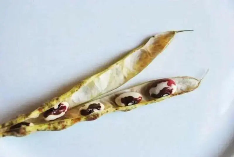 Organic Bean Seed, Anasazi Cave beans ( Phaseolus vulgaris) Dry, Shelling, Heirloom Bean ! - Caribbean garden seed
