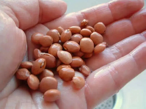 Organic Bean Seeds - "Santa Maria Pinquito Bean" Dry/Shell  , a.K.a PINK BEANS, - Caribbean garden seed
