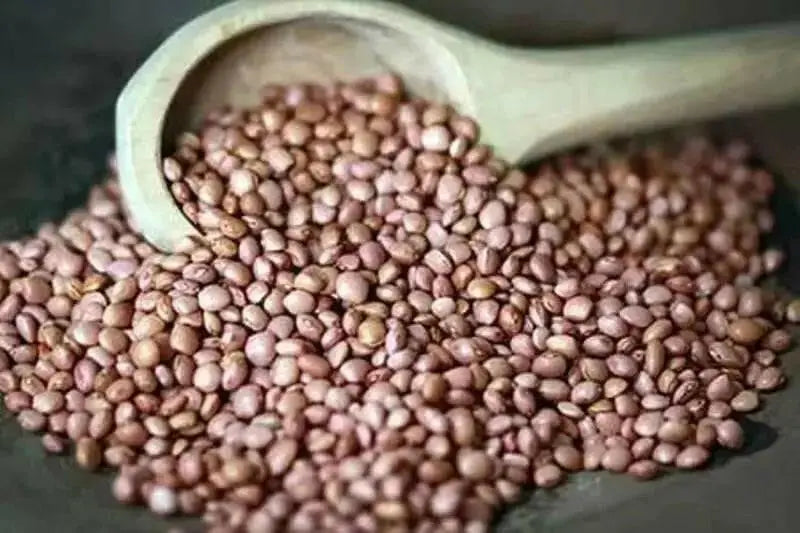 Organic Bean Seeds - "Santa Maria Pinquito Bean" Dry/Shell  , a.K.a PINK BEANS, - Caribbean garden seed
