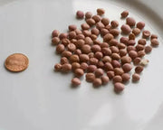 Organic Bean Seeds - "Santa Maria Pinquito Bean" Dry/Shell  , a.K.a PINK BEANS, - Caribbean garden seed