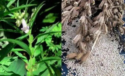 Organic Black Sesame Seeds, 4 Ounce Bags - Caribbean garden seed