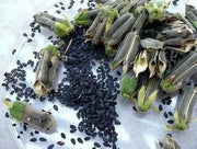 Organic Black Sesame Seeds, 4 Ounce Bags - Caribbean garden seed