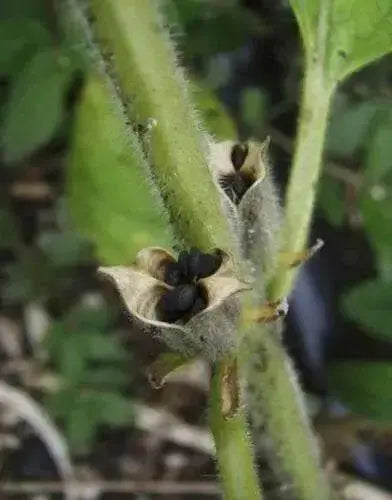 Organic Black Sesame Seeds, 4 Ounce Bags - Caribbean garden seed