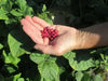 Organic Bean Seeds - Hidatsa Red,Very Rare Heirloom Originally grown by the Hidatsa Indians of North Dakota. - Caribbean garden seed