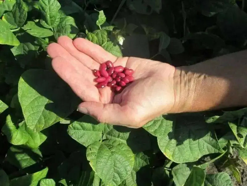 Organic Bean Seeds - Hidatsa Red,Very Rare Heirloom Originally grown by the Hidatsa Indians of North Dakota. - Caribbean garden seed