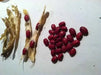 Organic Bean Seeds - Hidatsa Red,Very Rare Heirloom Originally grown by the Hidatsa Indians of North Dakota. - Caribbean garden seed