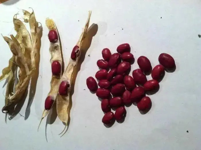 Organic Bean Seeds - Hidatsa Red,Very Rare Heirloom Originally grown by the Hidatsa Indians of North Dakota. - Caribbean garden seed